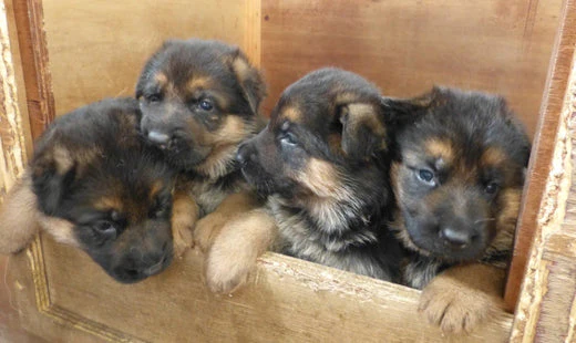 Discover The Gsd Puppies: Your Perfect Companion